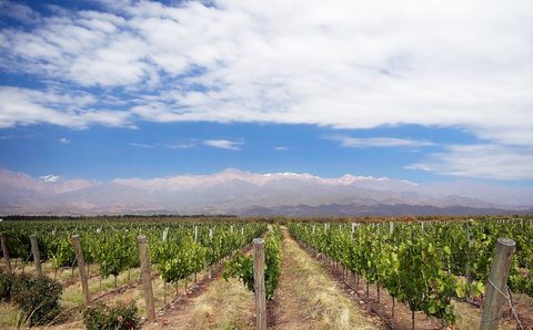 Vine rows against the snow line of the Andes