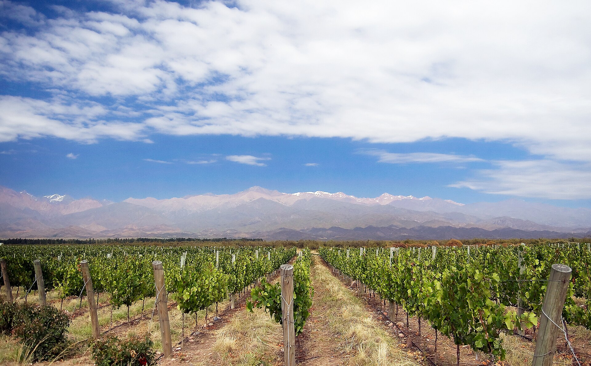 Vine rows against the snow line of the Andes