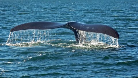 Southern right whale Valdes — Península Valdés & the Welsh Coast