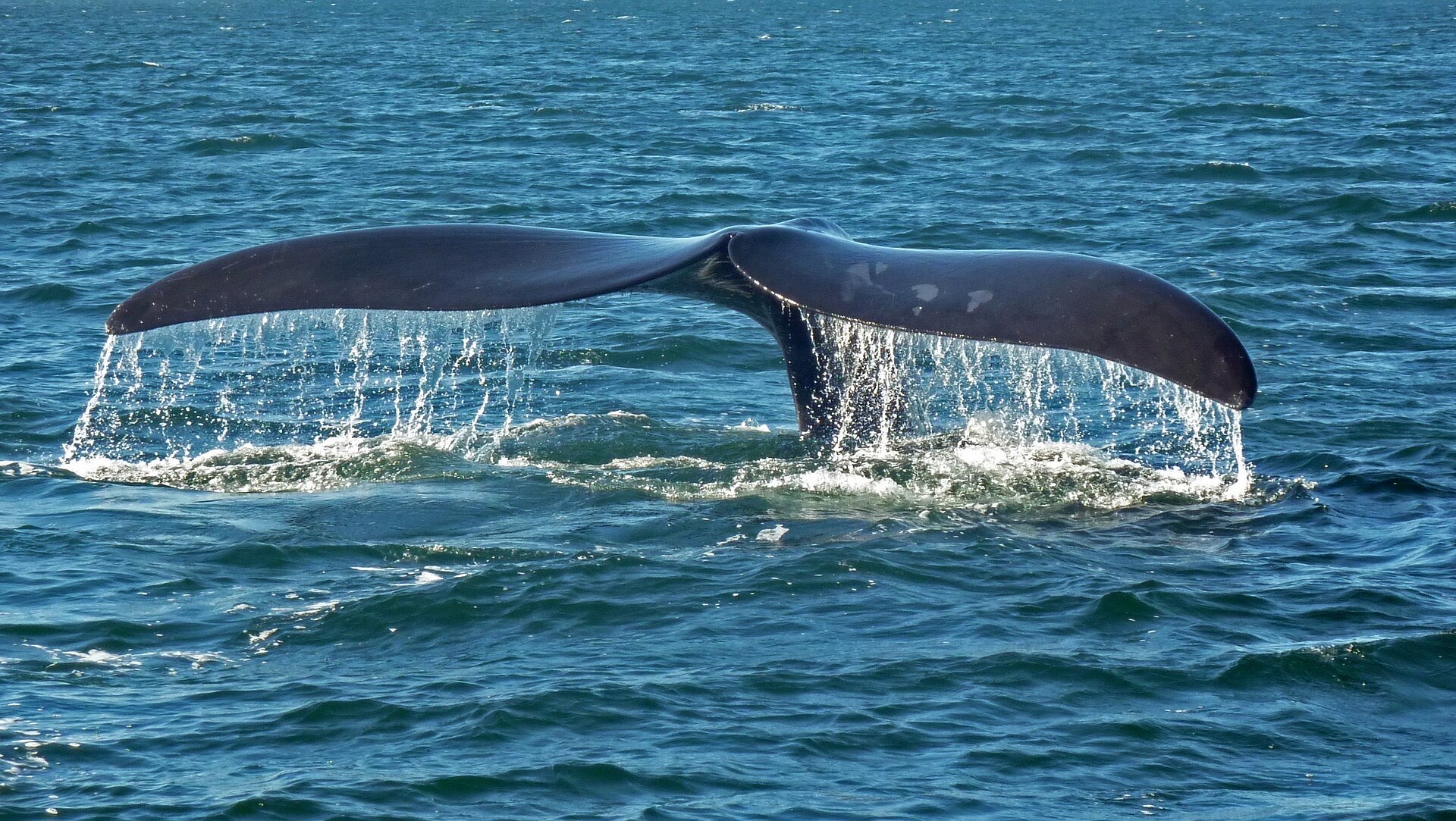 Southern right whale Valdes — Península Valdés & the Welsh Coast