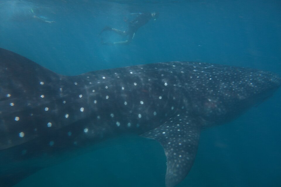 A whale shark cruising Ningaloo's clear water