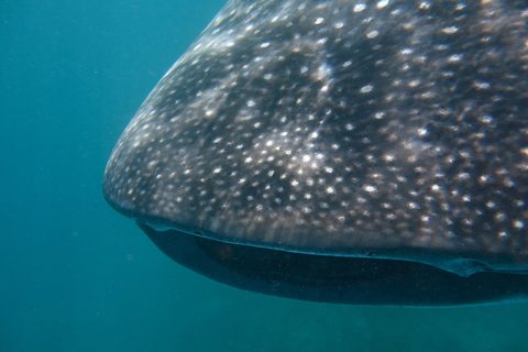 A whale shark cruising Ningaloo's clear water