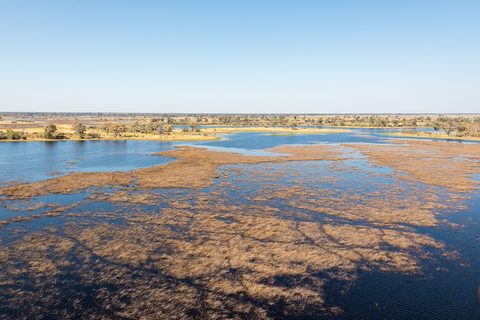 The Okavango's channels braiding from the air