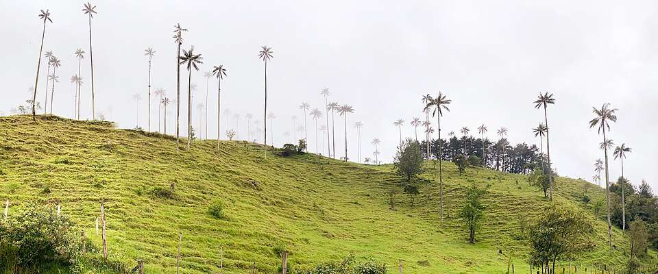 Towering wax palms in the Cocora Valley's green pastures