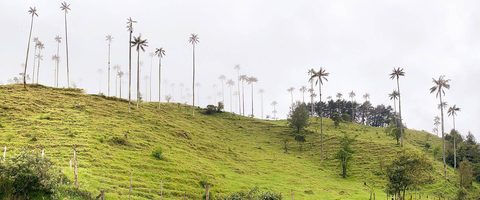 Towering wax palms in the Cocora Valley's green pastures