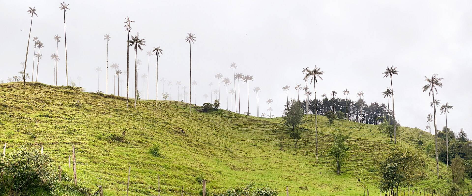 Towering wax palms in the Cocora Valley's green pastures
