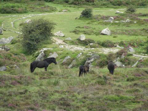 Dartmoor Haytor ponies — Devon: Dartmoor & the English Riviera