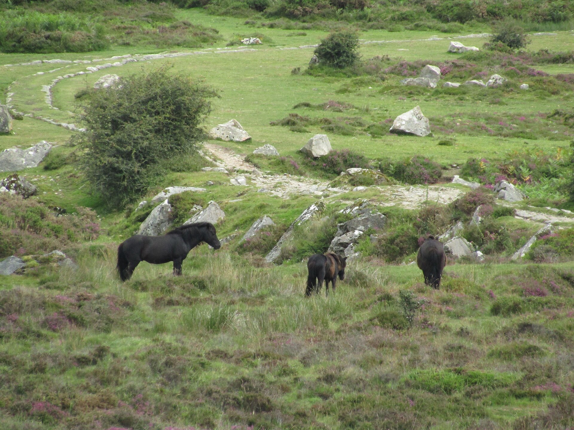 Dartmoor Haytor ponies — Devon: Dartmoor & the English Riviera