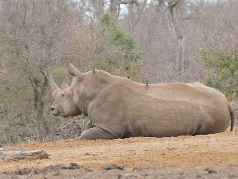 Hlane rhino Eswatini — The Kingdom Loop
