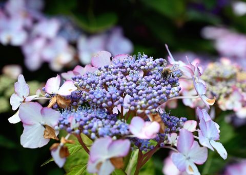 Mainau island flowers — Lake Constance