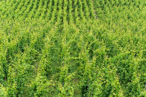 Cochem Reichsburg Mosel — The Mosel & the Rhine Gorge