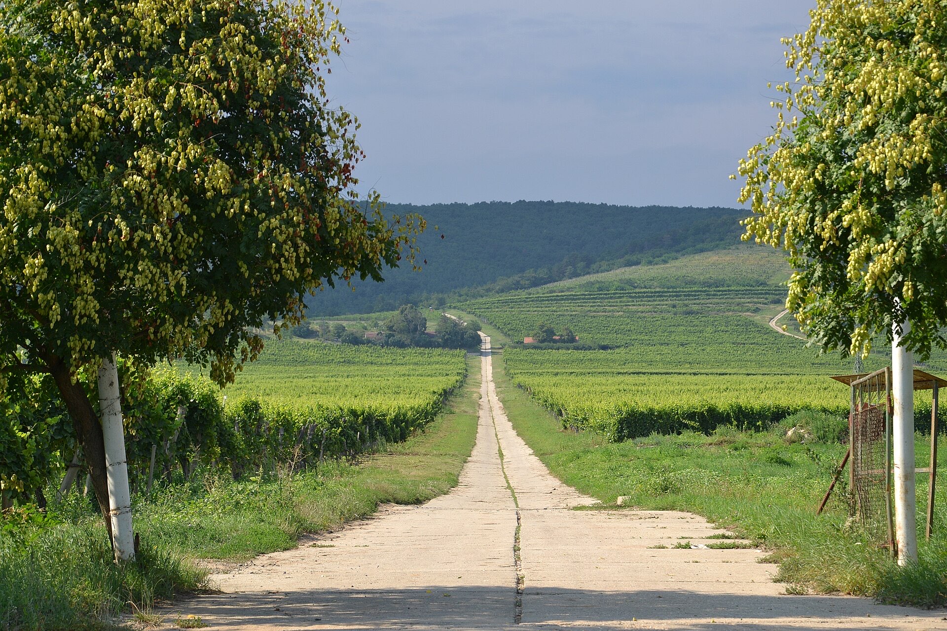 Tokaj vineyards Hungary — Eger & Tokaj