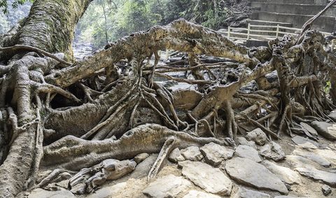 Living root bridge Meghalaya — Meghalaya: the Abode of Clouds