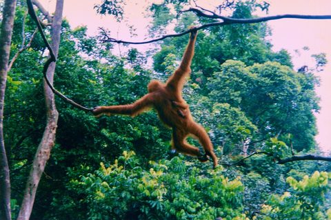 Orangutan Bukit Lawang — North Sumatra: Orangutans to Lake Toba