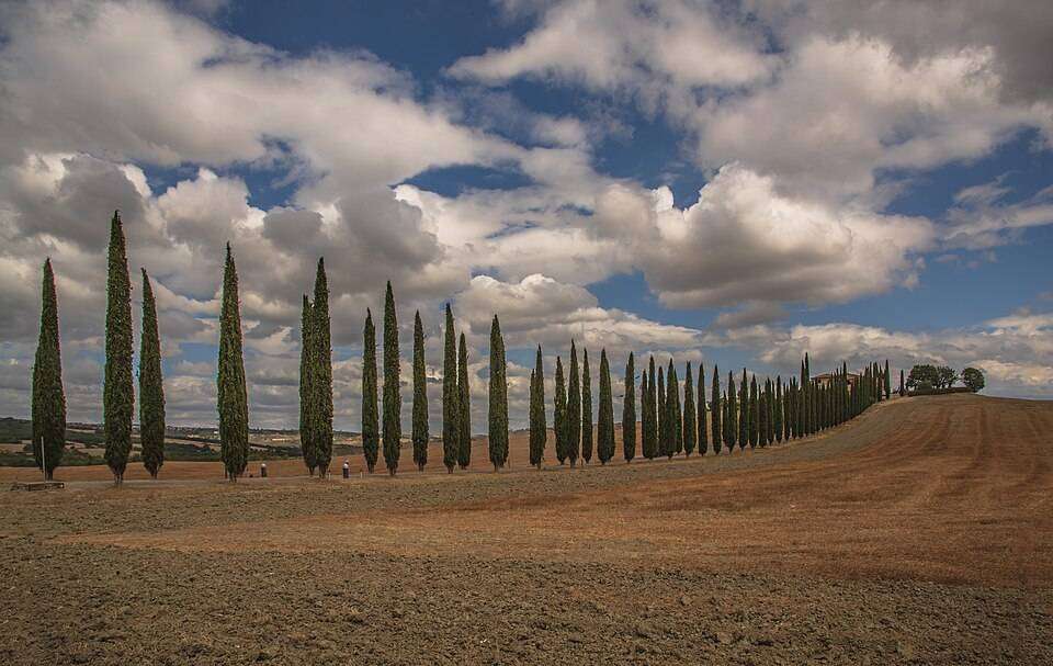 A cypress-lined lane through the rolling hills of the Val d'Orcia