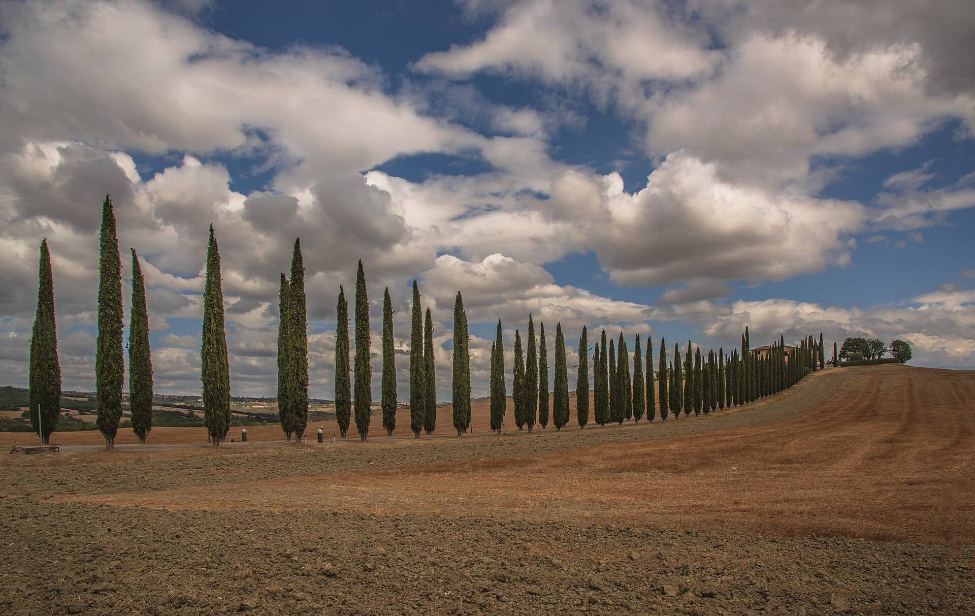 A cypress-lined lane through the rolling hills of the Val d'Orcia