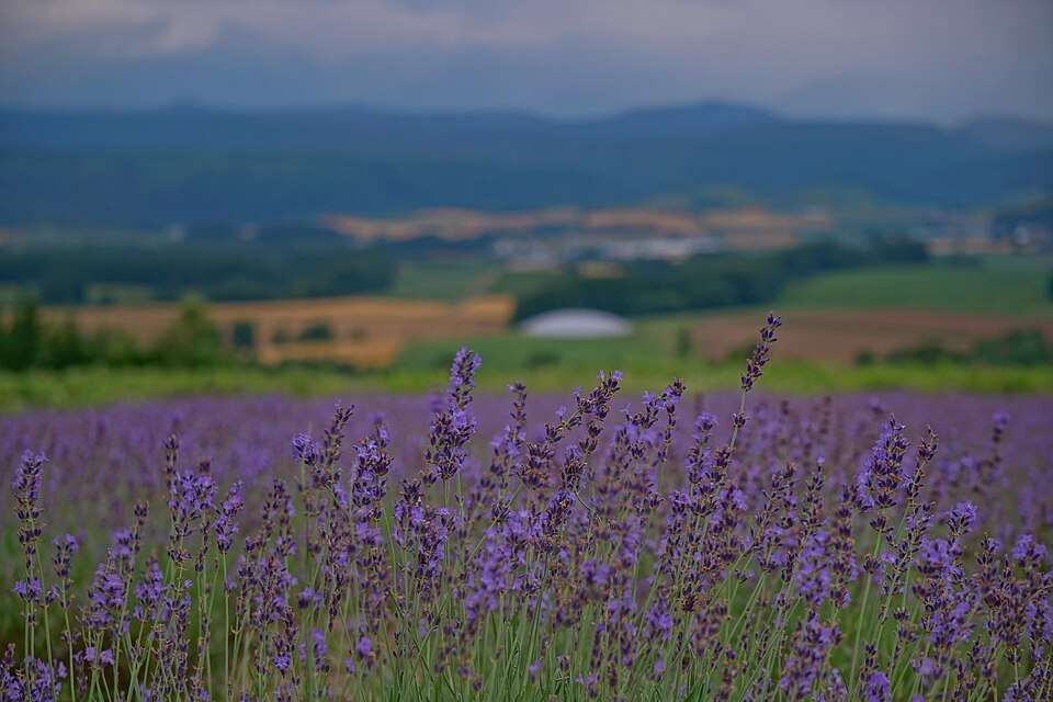 Rows of lavender striping the fields of Furano