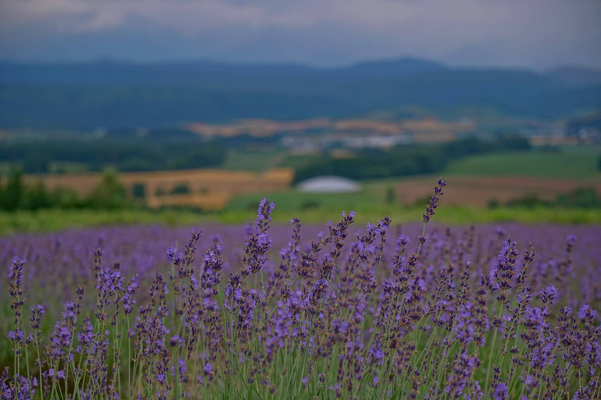 Rows of lavender striping the fields of Furano
