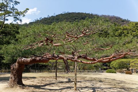 Ritsurin Garden's pines and bridges