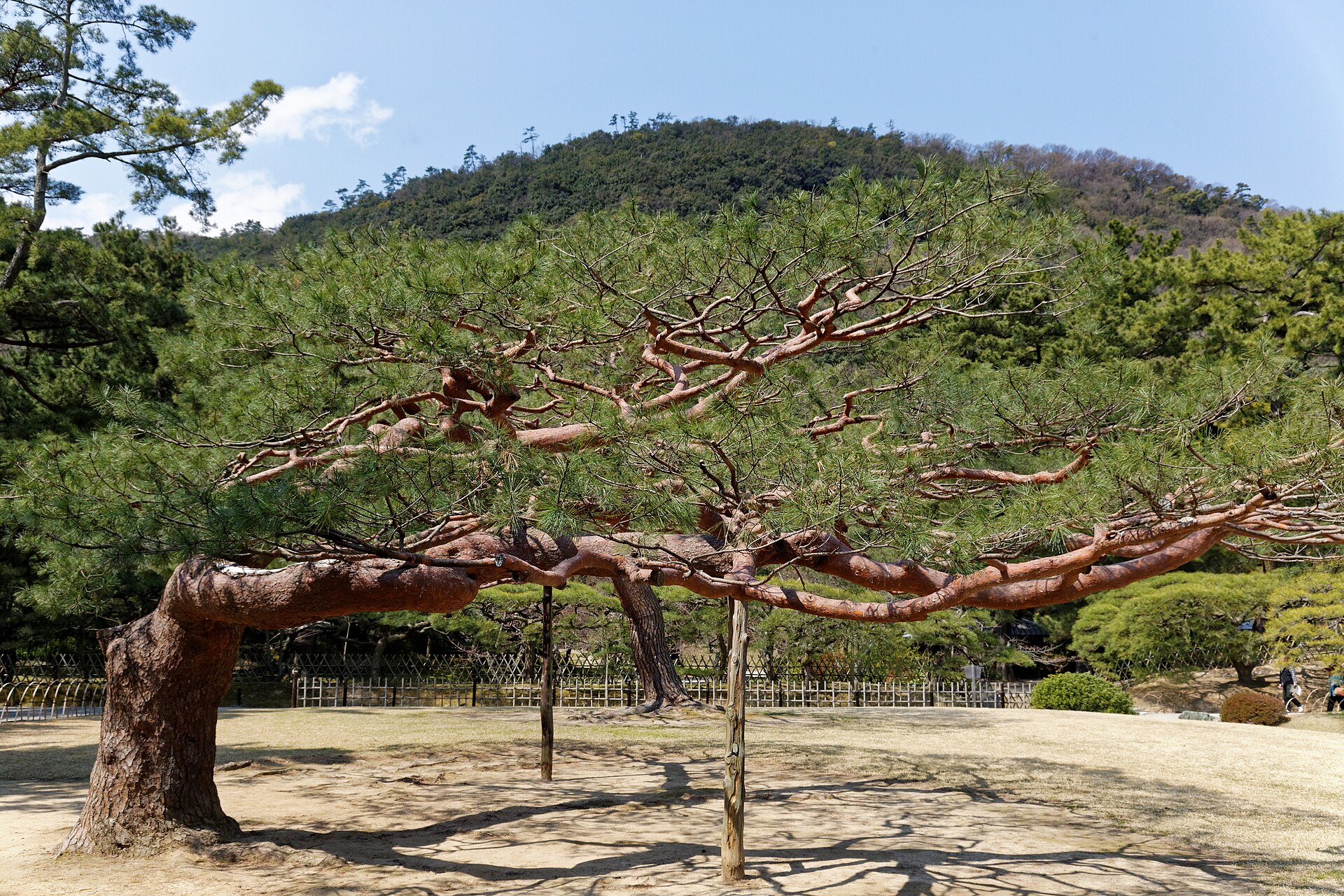 Ritsurin Garden's pines and bridges