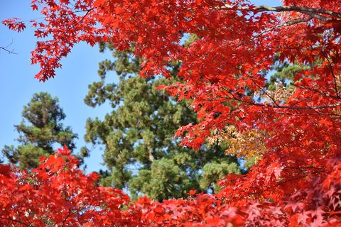 Hirosaki Castle framed by autumn maples