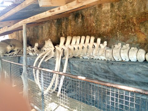 Fort Jesus's coral walls in Mombasa