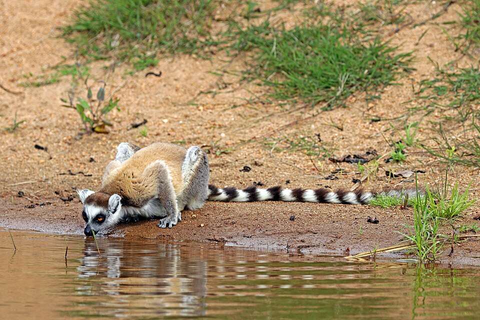 A ring-tailed lemur troop warming up in the morning sun