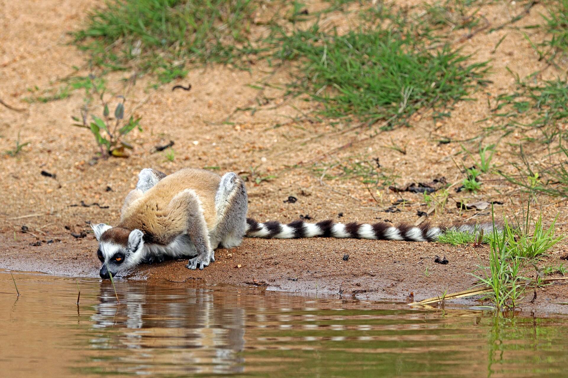 A ring-tailed lemur troop warming up in the morning sun