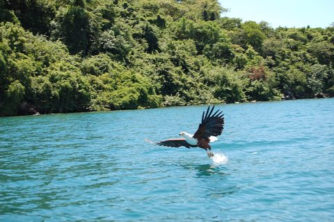 Dugouts on Lake Malawi at Cape Maclear