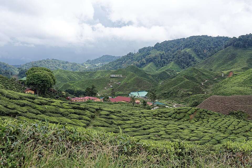 Tea bushes contouring the Cameron Highlands hills