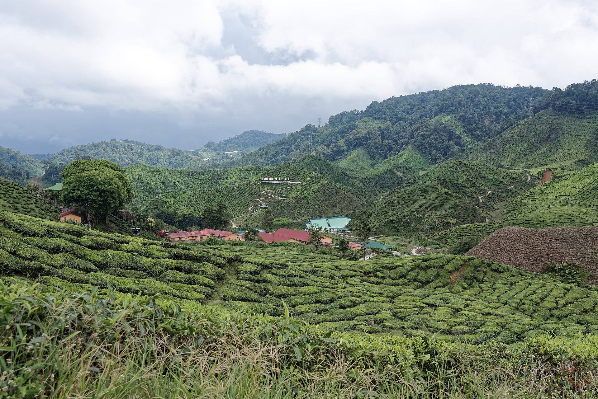 Tea bushes contouring the Cameron Highlands hills