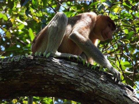 Bako proboscis monkey — Sarawak: Kuching & the Rainforest Coast