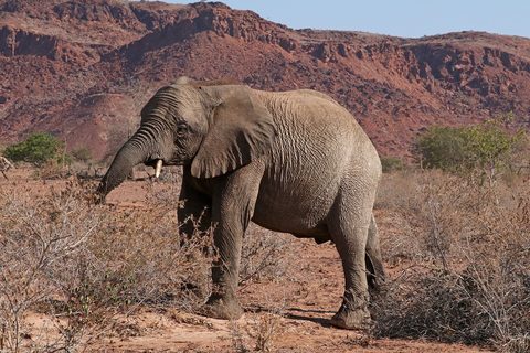 Desert-adapted elephant in Damaraland, Namibia