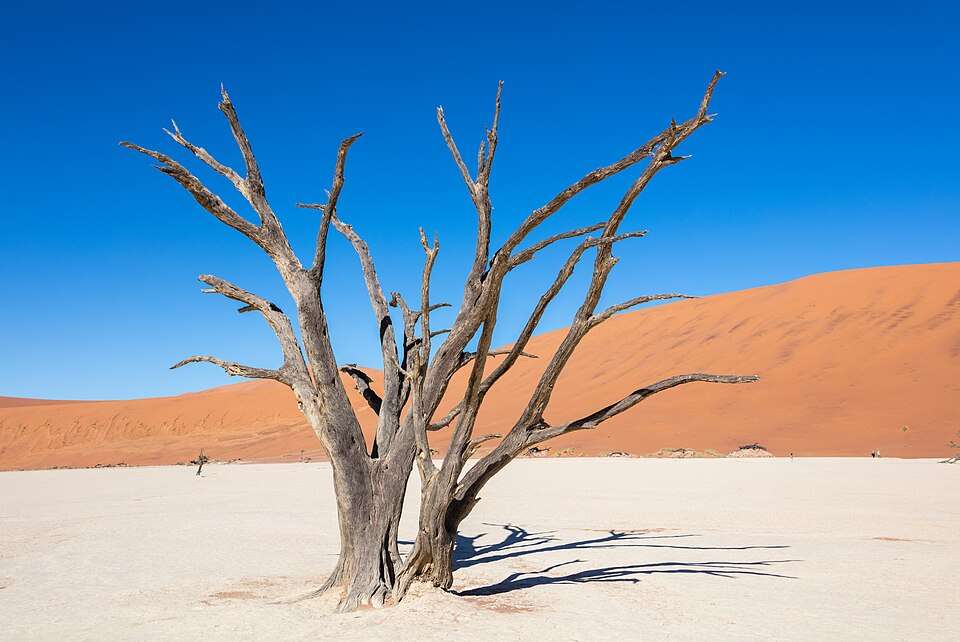 Dead camelthorn trees on Deadvlei's white clay pan
