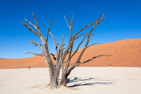 Dead camelthorn trees on Deadvlei's white clay pan