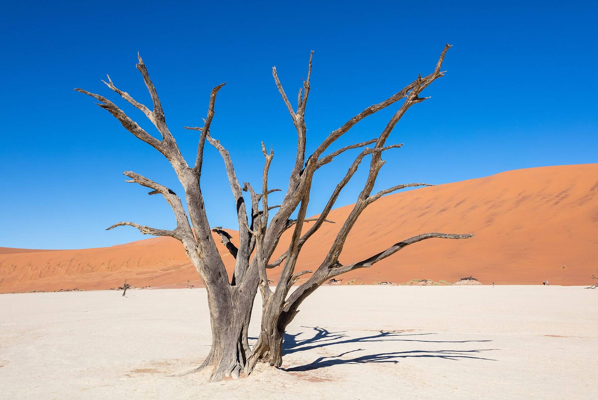 Dead camelthorn trees on Deadvlei's white clay pan