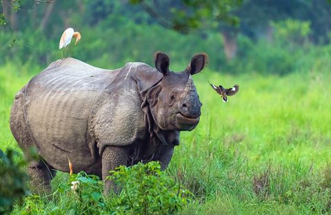 One-horned rhinoceros Chitwan — Chitwan & Lumbini