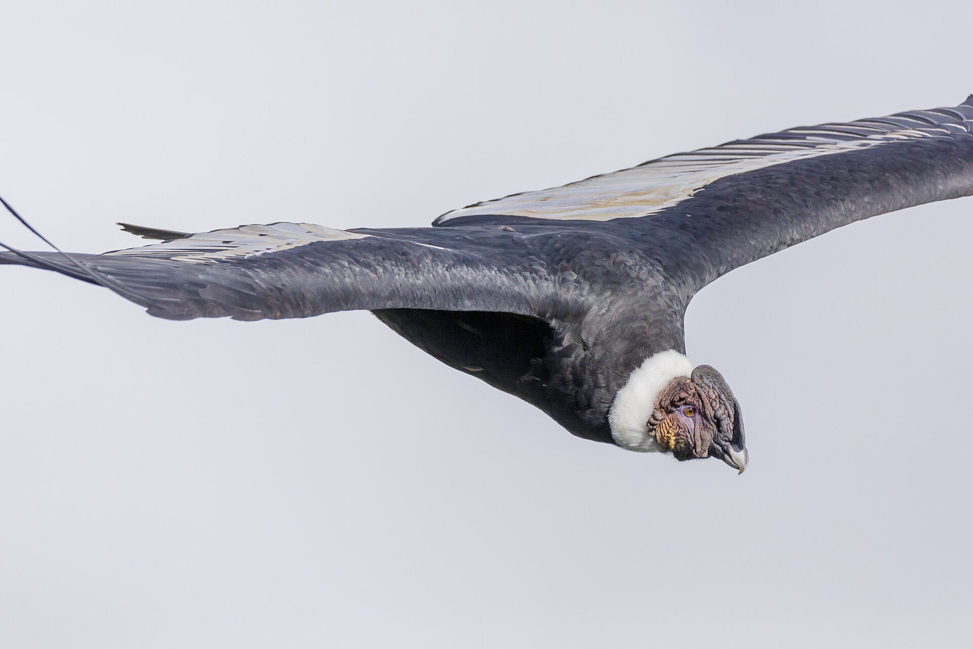 A condor over the Colca Canyon