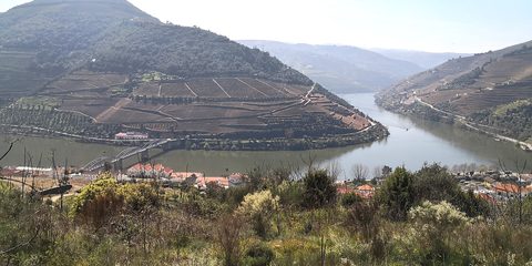 Terraced vineyards above the Douro at Pinhão