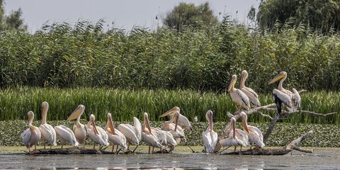 Danube Delta pelicans — Bucharest to the Danube Delta