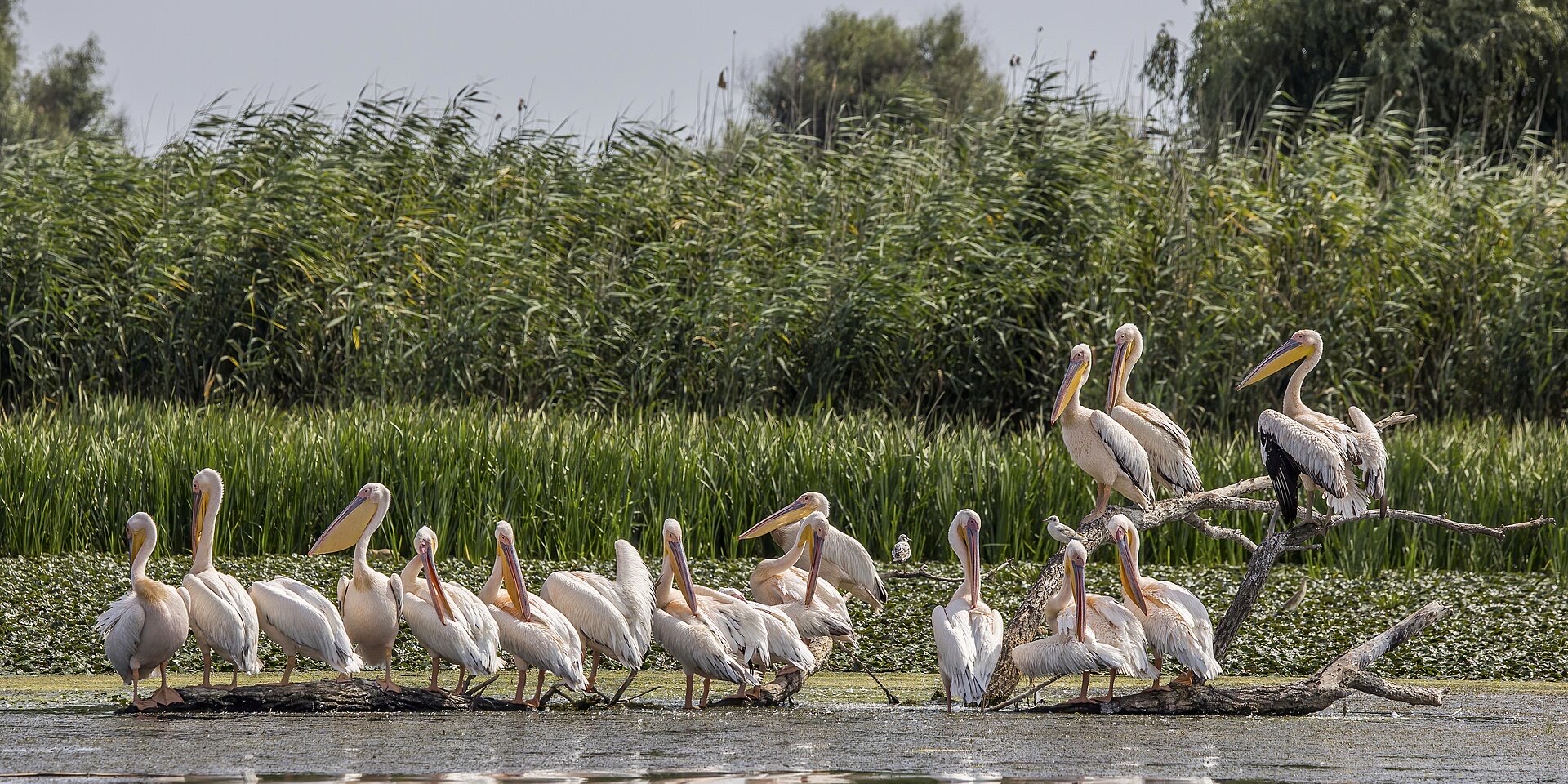 Danube Delta pelicans — Bucharest to the Danube Delta