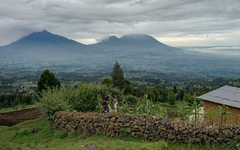 The Virunga volcano chain above terraced hills