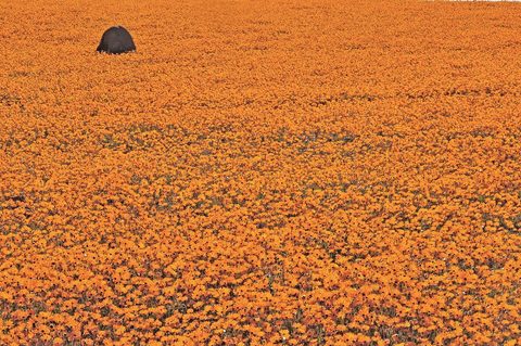 Namaqualand flowers carpet — Namaqualand: the Flower Route