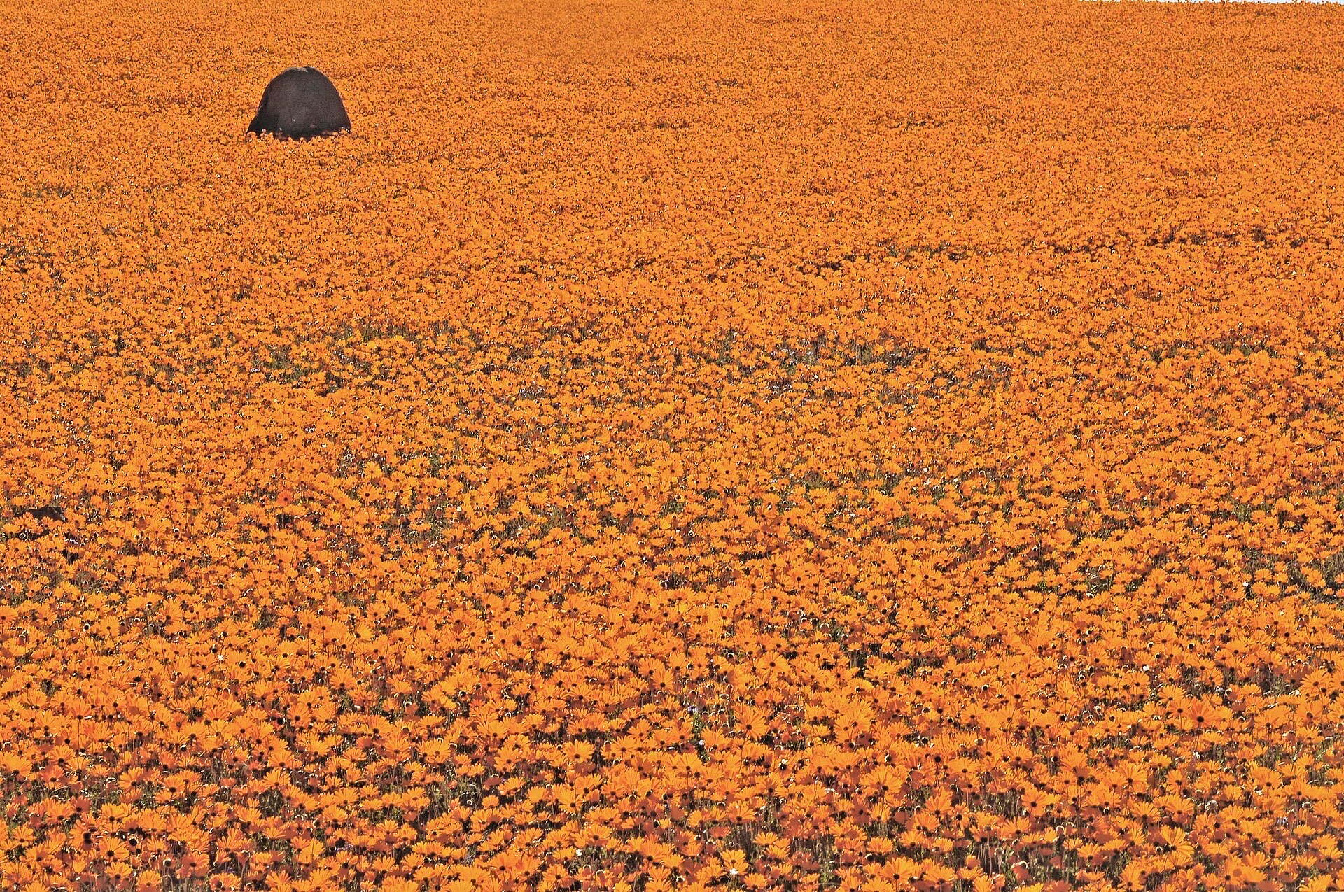 Namaqualand flowers carpet — Namaqualand: the Flower Route