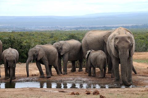 Elephants at a waterhole in Addo Elephant National Park, Eastern Cape