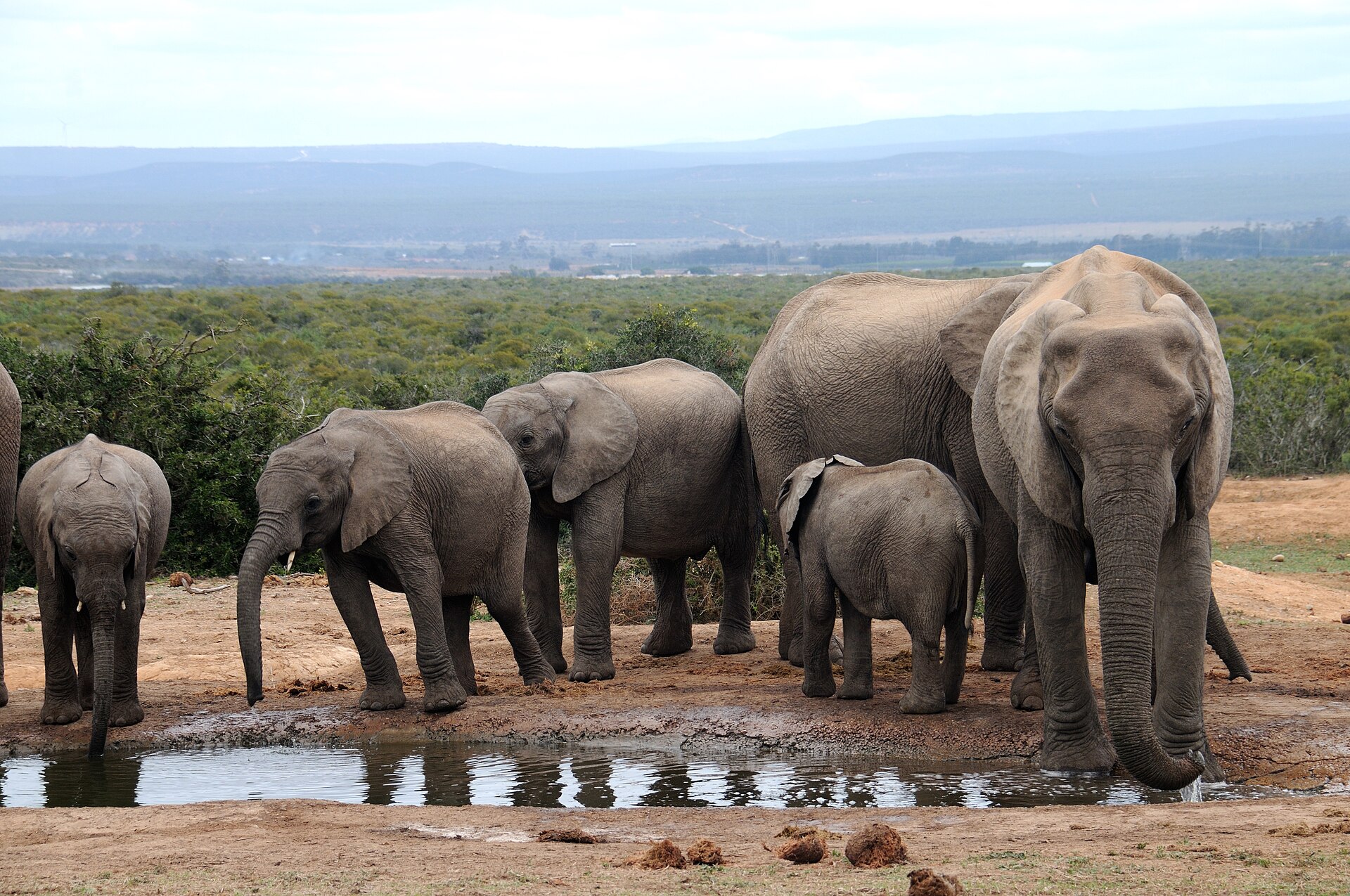 Elephants at a waterhole in Addo Elephant National Park, Eastern Cape