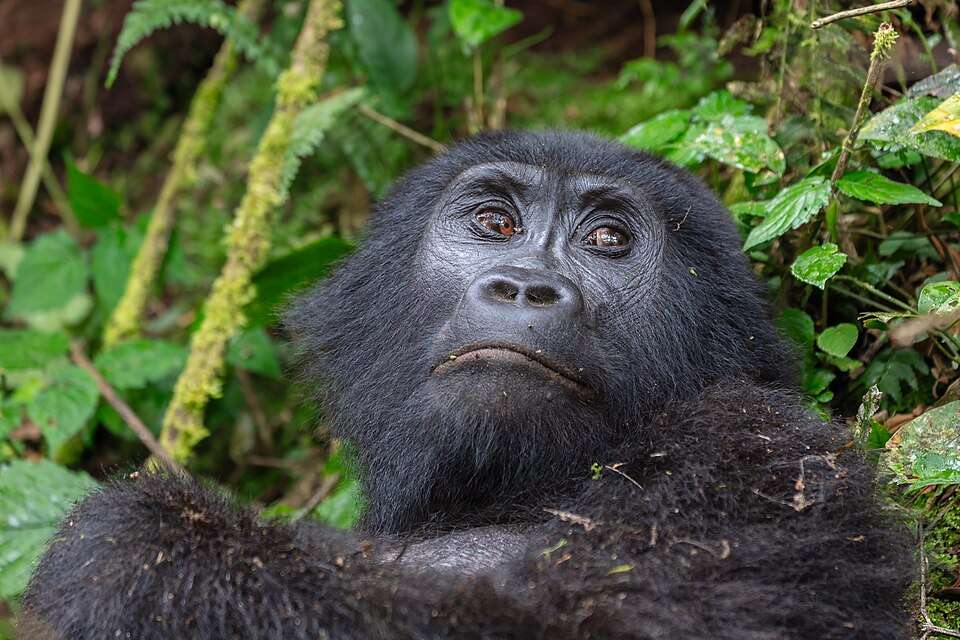 A mountain gorilla at rest in Bwindi's dense forest