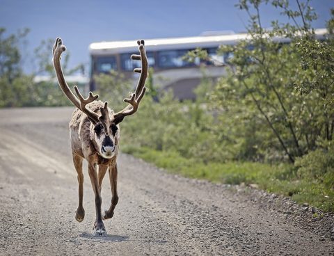 Denali mountain reflection — Alaska: Anchorage to Denali & Fairbanks