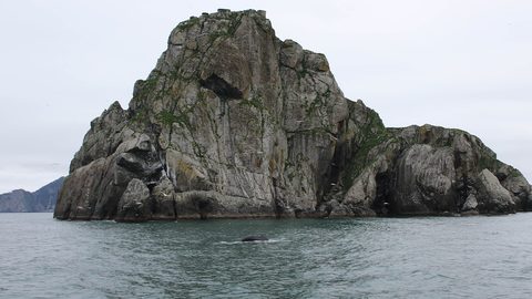 Kenai Fjords glacier whale — Alaska: the Kenai Peninsula