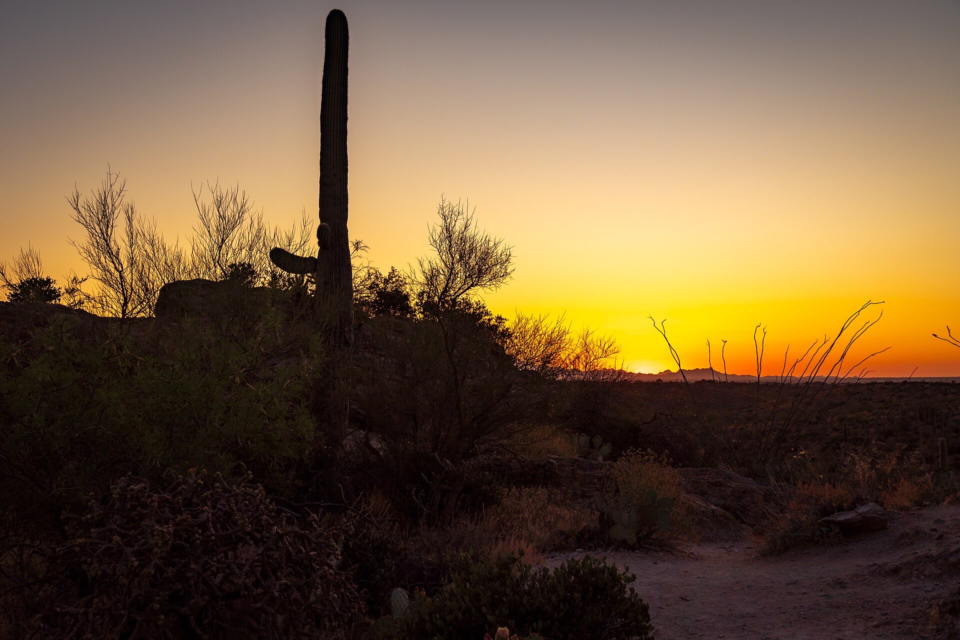 Saguaro National Park sunset — Southern Arizona: Tucson to Bisbee